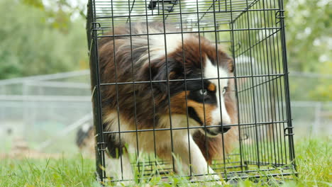 Big-Dog-in-Small-Cage