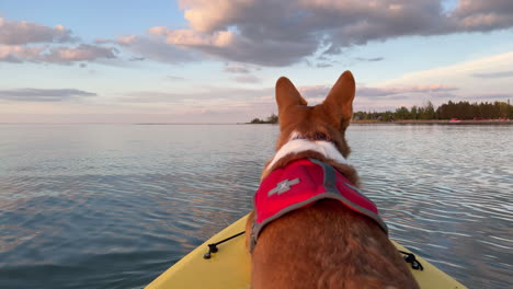 corgi dog with life vest in a kayak on calm lake water