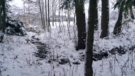 view of a small rivulet in snowy winter woods with lots of tree branches