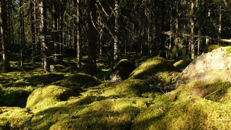 Waldtraumlandschaft,-Bewegungszeitraffer-Von-Schatten,-Die-In-Symphonie-Auf-Moosigem-Waldgrund-Tanzen