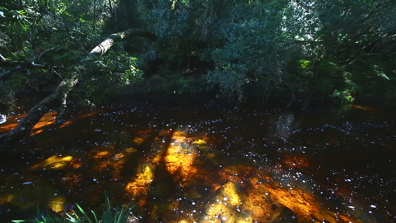 los vapores suaves y silenciosos que corren a través de la sección goudveld del bosque de knysna