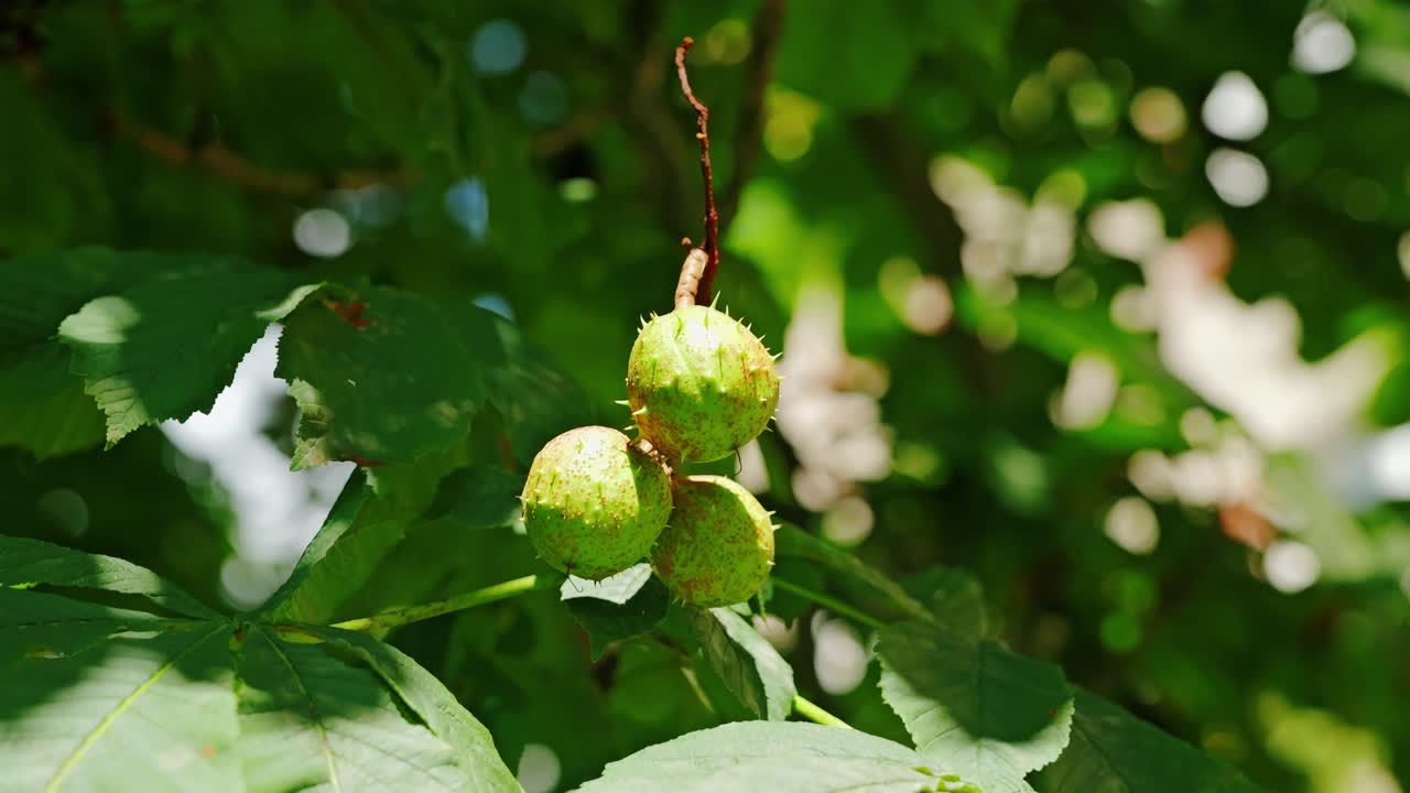 Chestnut fruits moving in breeze highlight fragility and natural resilience