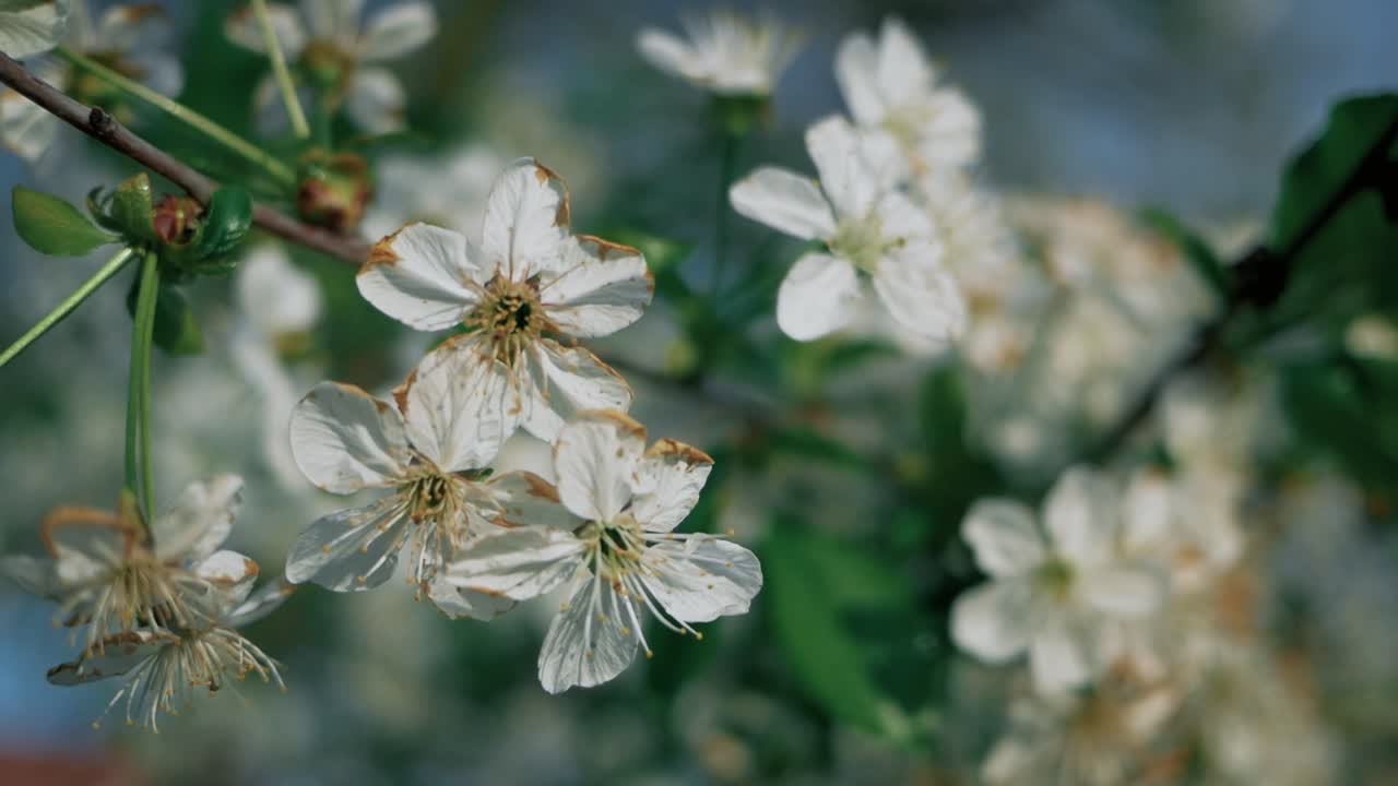 Hvite kirsebærblomster i full blomst mot en klar blå himmel i en hage
