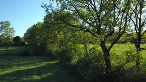 drone is lifting upwards over row of beautiful green trees on a sunny afternoon