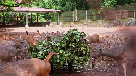 una manada de ciervos comiendo hojas directamente del carro, una manada de cervos comiendo hoja apilada, las hojas son masticadas, sambar