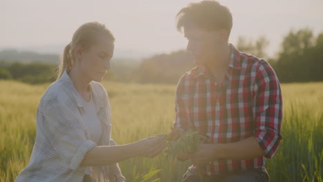 two farmers examine grain ears during golden hour