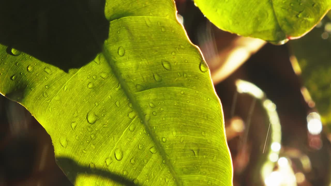 moody fondo comercial stock video, fuertes lluvias en la selva amazónica