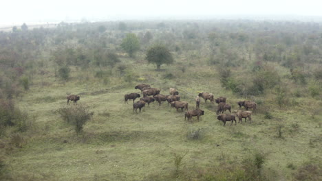 manada de bisontes europeos bonasus de pie en un campo tupido,foggy,chequia