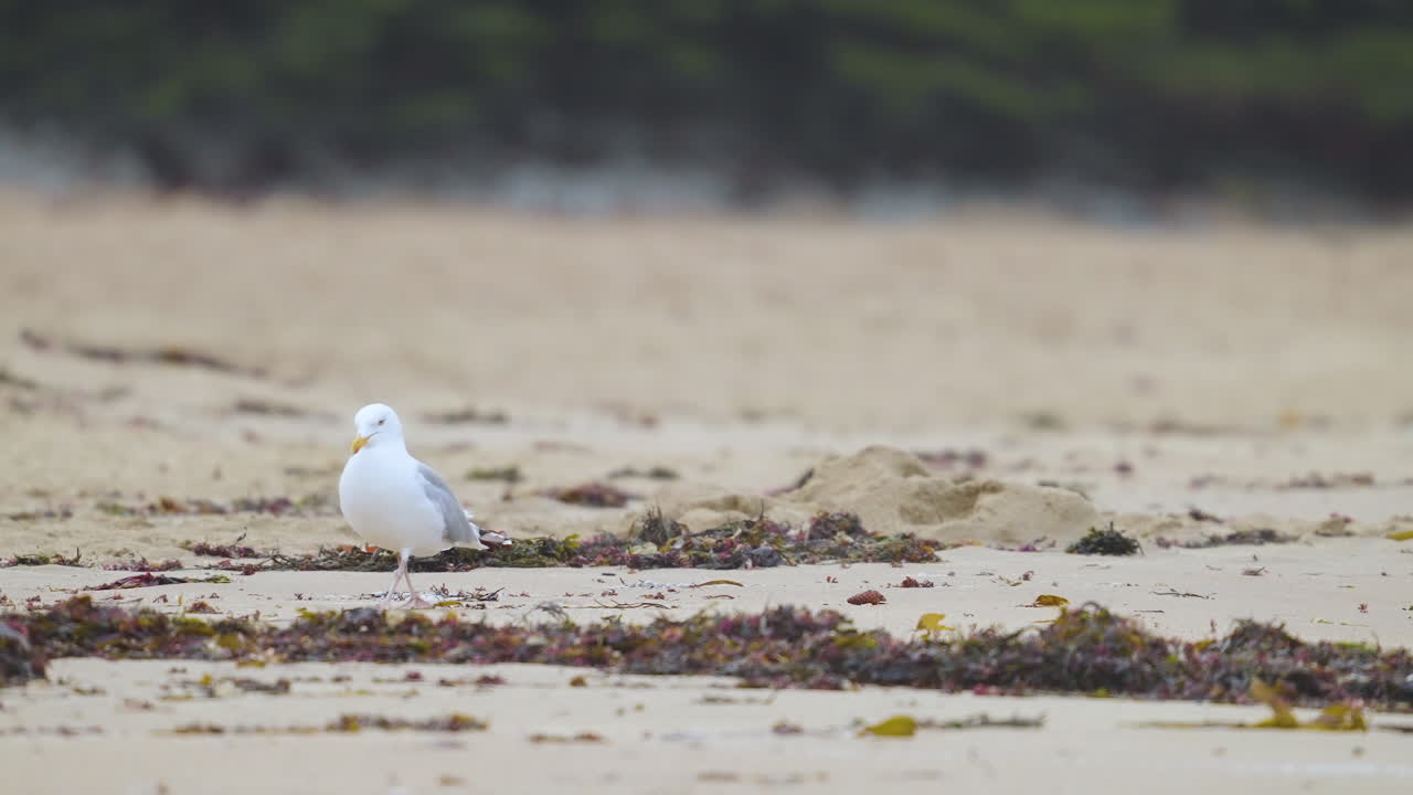 Seagull Walking Along Beach with Sand and Seaweed