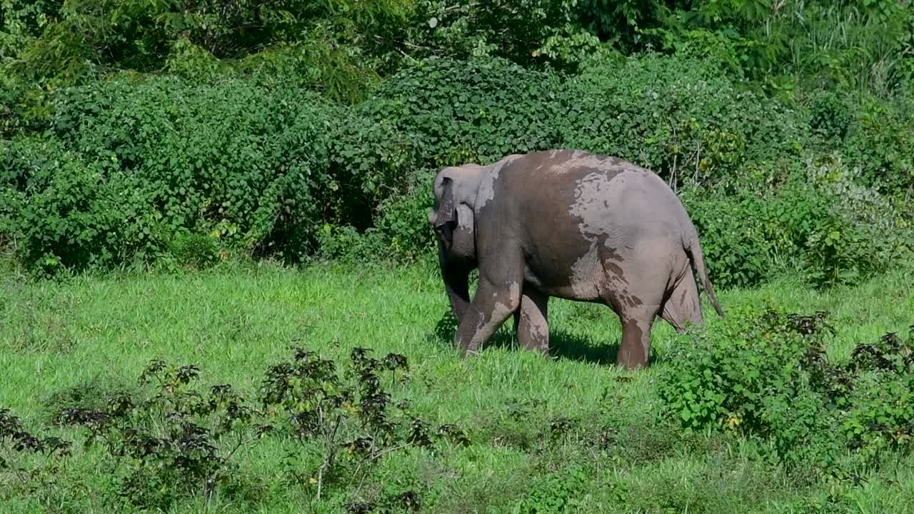 아시아 코끼리는 멸종 위기 종이며 태국 거주자이기도합니다.