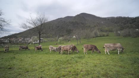 wide slow motion forward dolly shot of cows grazing in rural pasture in spring