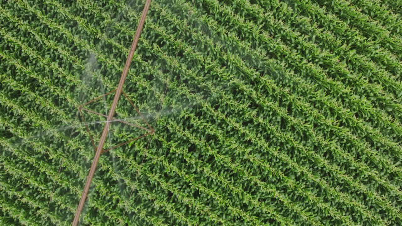 Ripresa dall'alto di un esteso campo di soia con irrigazione a pivot. Vista da drone.
