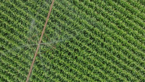 top shot of long textured soybean field installed with pivot irrigation. drone view.