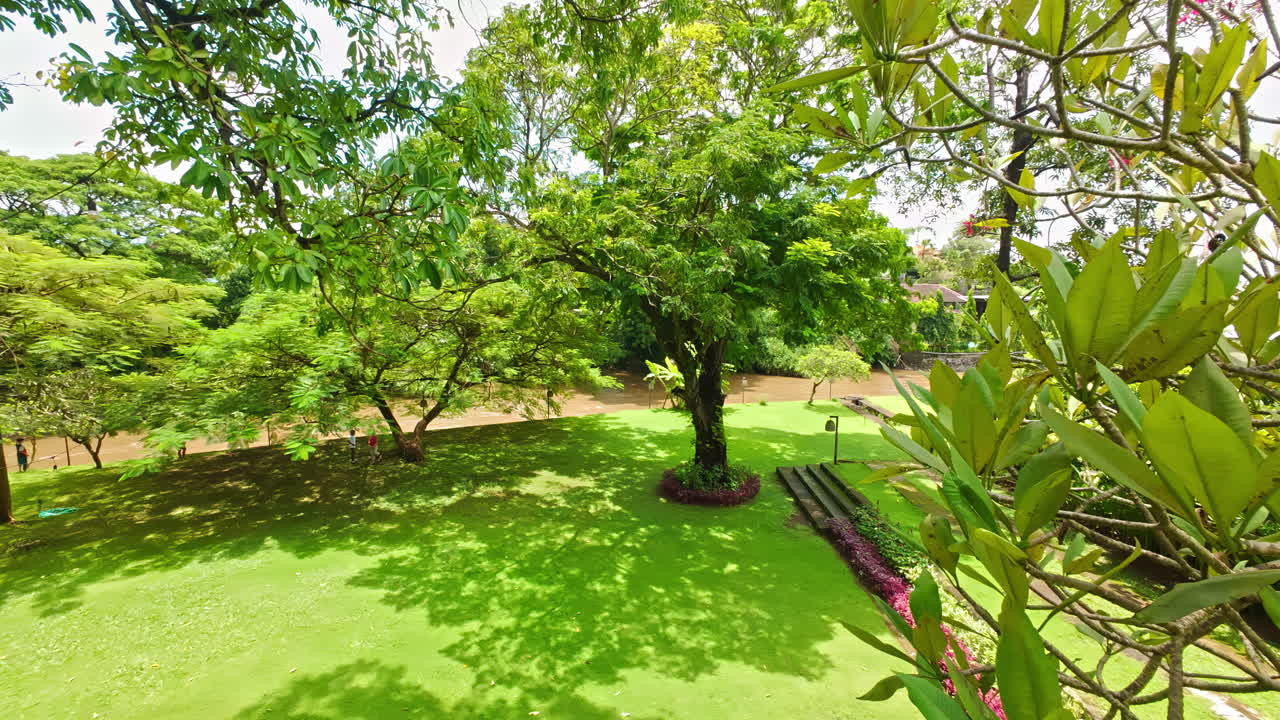 Bright green grass grows under tropical trees, park walk in indonesia. Untouched nature, outlandish plants illuminated by bright daylight