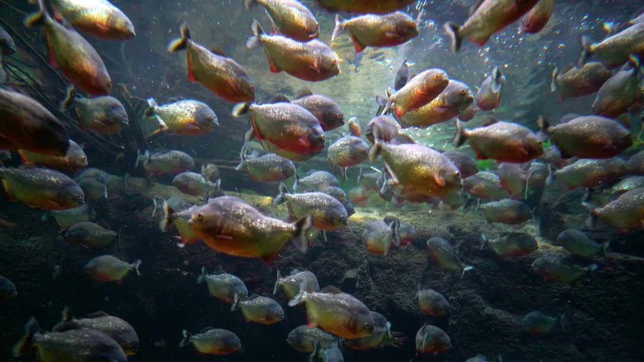 피라나 - 콜로소마 매크로포머