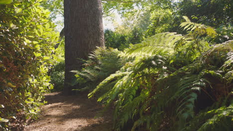 Viaje-En-Primera-Persona-Por-Un-Sendero-Forestal-Explorando-Un-Exuberante-Jardín-Con-árboles-Y-Vegetación-En-Una-Hermosa-Mañana