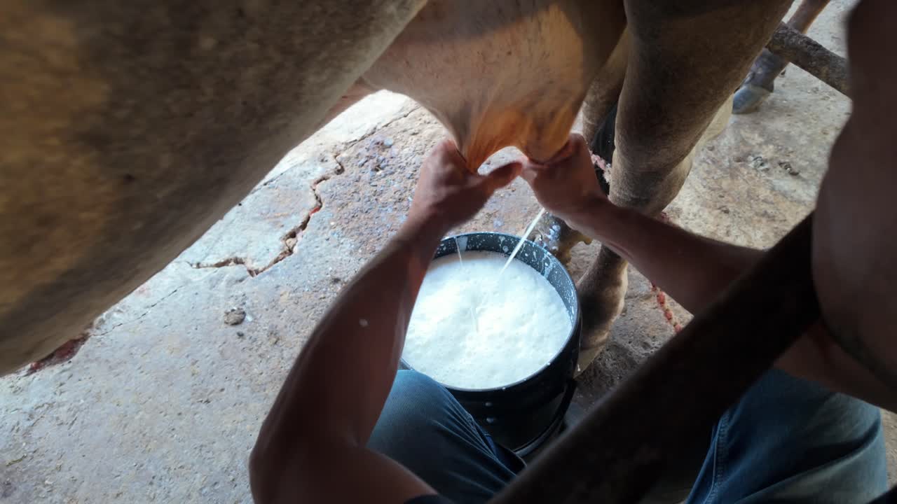 Milking a cow by hand, traditional close-up shot with a bucket nearly full