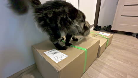 maine coon cat inspecting delivered packages