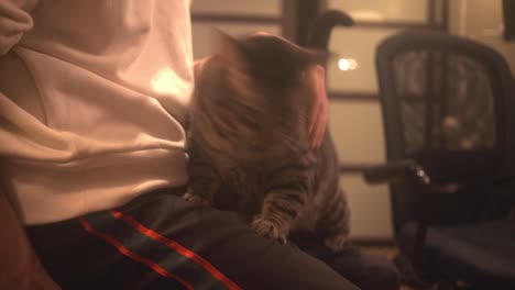 portrait of a cute domestic cat lying with owner at home - man petting kitty on his lap - medium shot