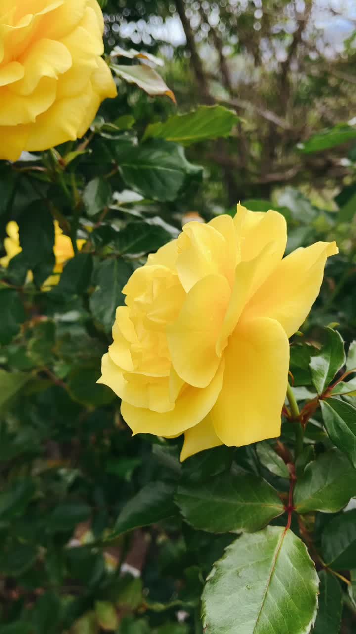 정원에서 아름다운 노란 장미