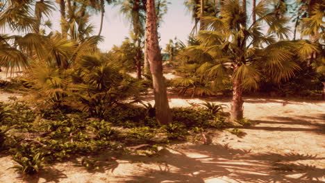 a dirt road surrounded by palm trees on a sunny day