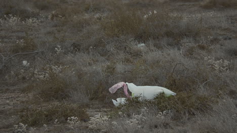 garbage bag in the grass