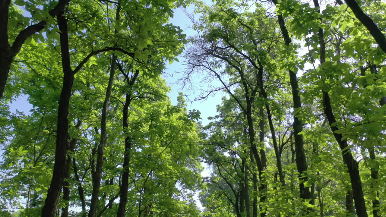 vista escénica de árboles verdes con luz solar en el bosque