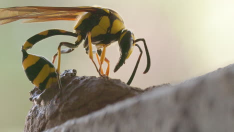 extreme closeup of a female potter wasp laying egg in her clay nest inserting her abdomen