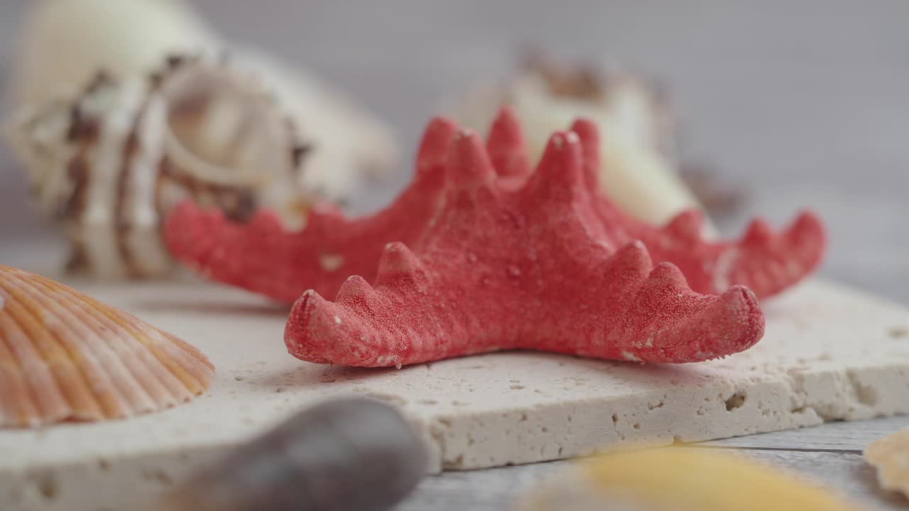 Red Starfish and Seashells