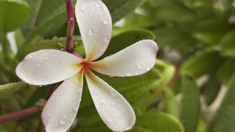 a serene and intimate moment of a white plumeria flower, delicately adorned with raindrops, set against a lush backdrop of green leaves