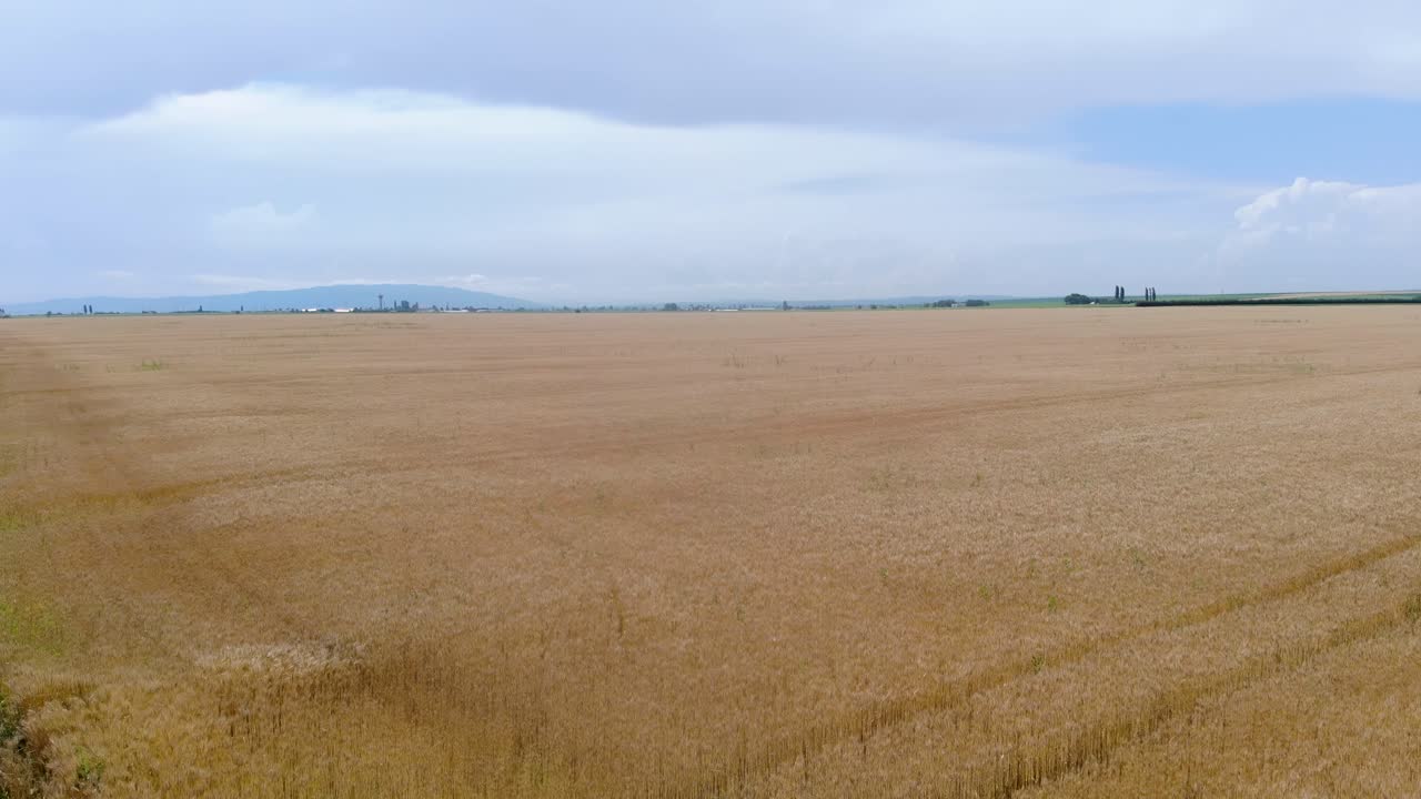 Drone Flying Over Corn Fields Towards Golden Wheat Field