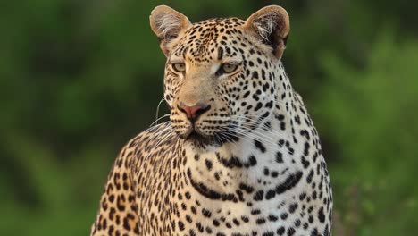 A-close-up-of-a-male-leopard-looking-past-the-camera,-Kruger-National-Park