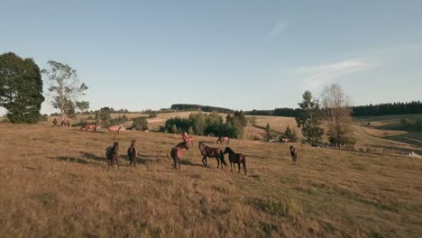 Soar-above-Central-Slovakia's-rural-summer-evening-landscapes,-capturing-the-majestic-Hucul-ponies-in-breathtaking-drone-footage-of-immersive-equestrian-beauty