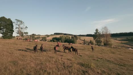 Vuela-Por-Encima-De-Los-Paisajes-Rurales-De-Las-Tardes-De-Verano-Del-Centro-De-Eslovaquia,-Capturando-Los-Majestuosos-Ponis-Hucul-En-Impresionantes-Imágenes-De-Drones-De-Belleza-Ecuestre-Inmersiva