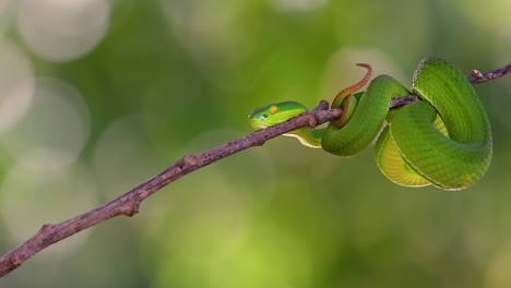 The-White-lipped-Pit-Viper-is-a-venomous-pit-viper-endemic-to-Southeast-Asia-and-is-often-found-during-the-night-waiting-on-a-branch-or-limb-of-a-tree-near-a-body-of-water-with-plenty-of-food-items