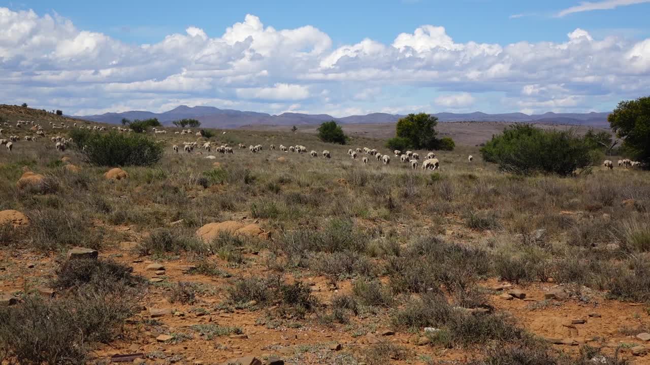 중앙 카루의 양 사육