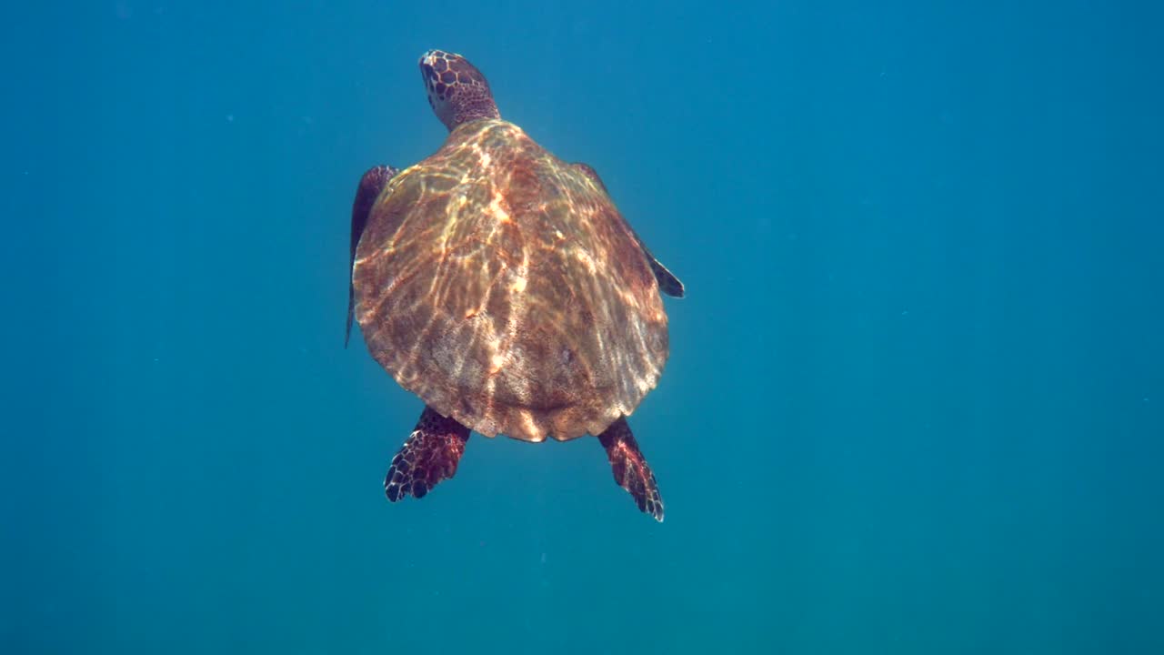 Hawksbill sea turtle swimming in blue ocean with many tropical fish, ascends to the surface to breathe. Underwater video of wildlife sea turtle rises for breath of air. Deep ocean wildlife.