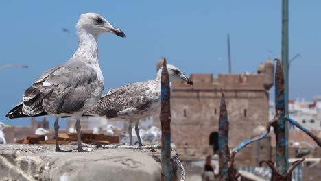 Seagulls-of-Essaouira,-Morocco-and-the-kasbah-of-Essaouira-where-HBO-show-The-game-of-thrones-was-filmed
