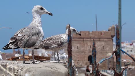 seagulls of essaouira, morocco and the kasbah of essaouira where hbo show the game of thrones was filmed