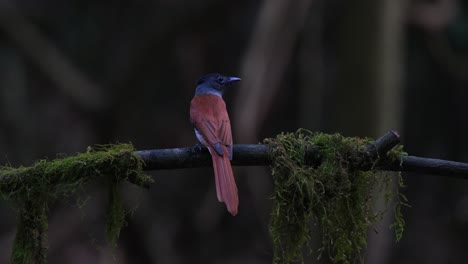 A-tiny-Blyth's-Paradise-Flycatcher-Terpsiphone-affinis-is-perching-on-a-tiny-twig-and-then-it-swoops-down-backwards