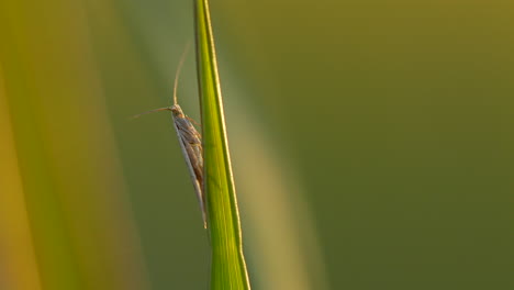 Close-up-shot-of-grasshopper-resting-on-green-plant-in-nature-during-golden-sunset---macro-footage