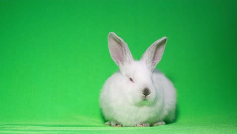 a cute white rabbit on a green screen
