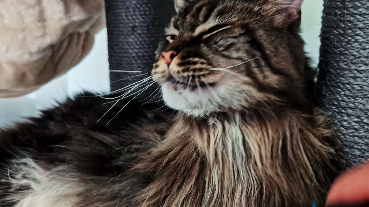 Long haired cat gets brushed while lying down, closeup of grooming session and fluffy fur