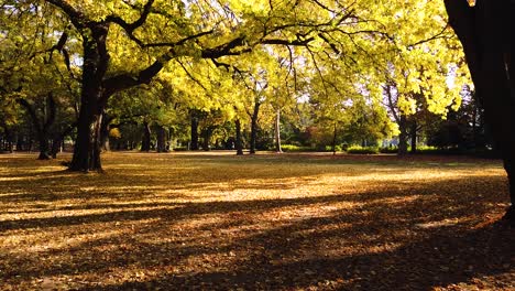 static shot of golden trees in beautiful autumn season in margaret park, budapest while golden leafs are falling down