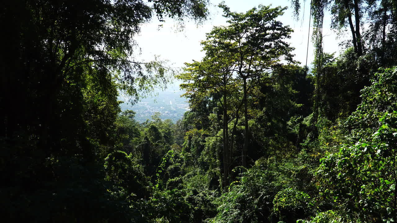 hermosa y relajante escena de la jungla en el sur de vietnam. estático