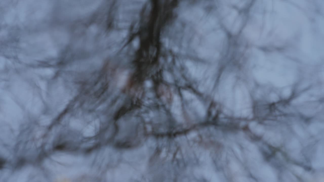 Forest reflection. Circles on the water. Loop