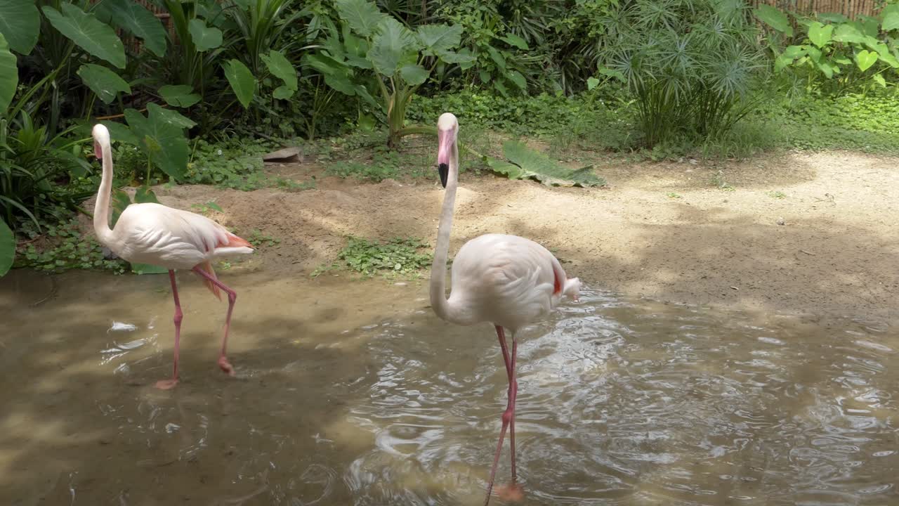 Flamingos wade and feed in a tropical wetland showcasing their unique behavior in a natural setting