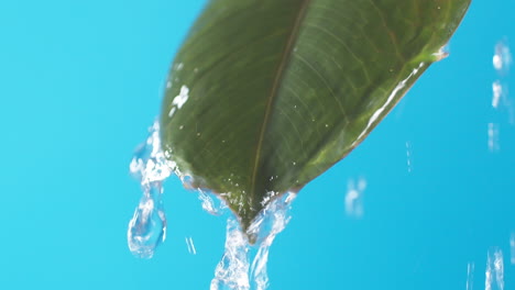 Drops-of-water-drip-from-the-green-leave-down-on-the-blue-background