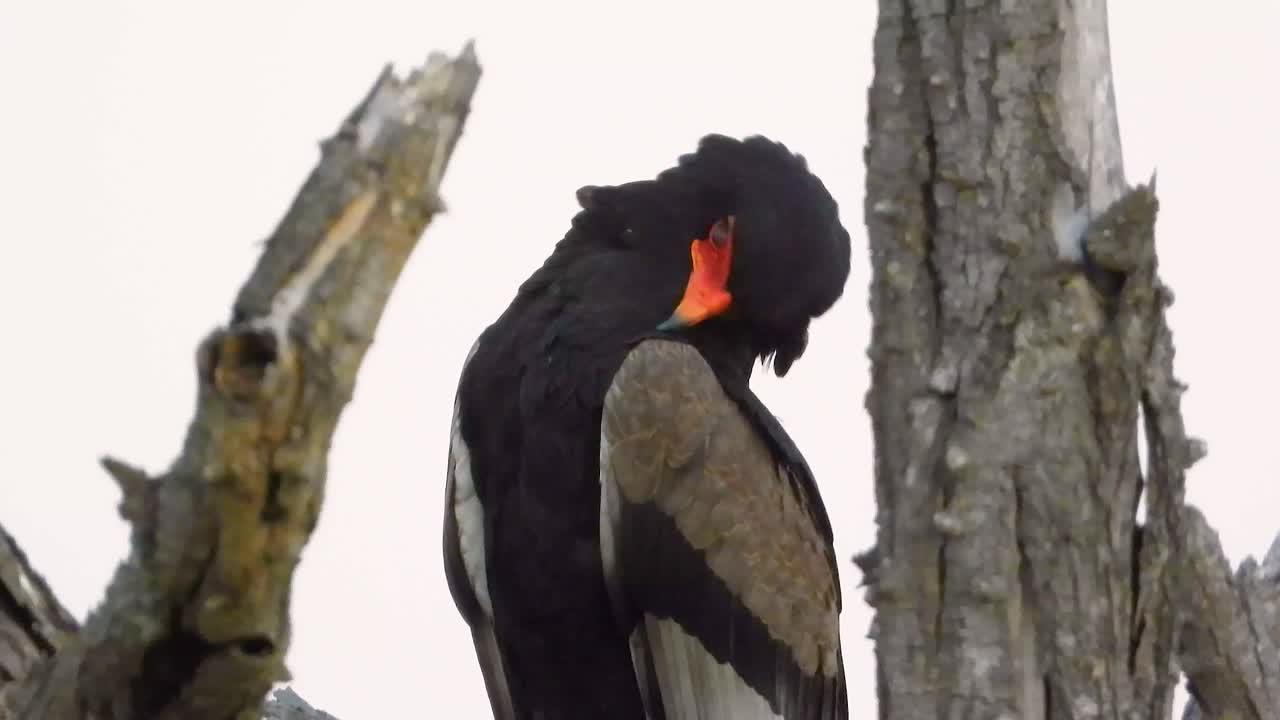 Close-up video of the peaceful Bateleur eagle