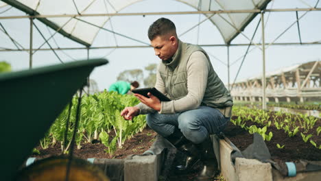 farmer, tablet and greenhouse plants